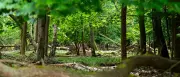Waldbrandgefahr in Berlin: Umweltverwaltung mahnt zu rücksichtsvollem Verhalten