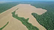 Waldbrände im Amazonas 2025 auf historischem Tiefstand