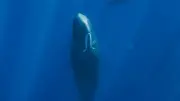 Warum Pottwale beim Schlafen senkrecht im Wasser stehen