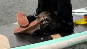 Waschbär im strömenden Regen: Paddler retten erschöpftes Tier in Texas