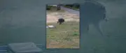 Waschbär „Jimothy“ mit Fehlbildung der Wirbelsäule wird Internet-Star