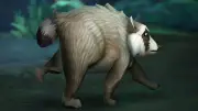 Waschbär Jimothy: Vom Social-Media-Star zur WoW-Spielfigur