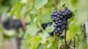 Weinüberschuss: EU genehmigt Destillation zu Industriealkohol für Württemberg