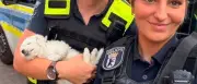 Welpe am Kottbusser Tor wie Puppe durch Luft geschleudert – Polizei ermittelt
