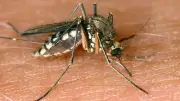 WHO warnt vor West-Nil-Virus: Ausbreitung in Südeuropa