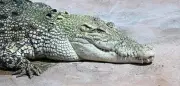 Wilhelma: Krokodil würgt Plastikmüll hervor – Tierschützer empört