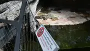 Wilhelma spannt Netz gegen Plastikmüll im Krokodilgehege