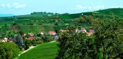 Winzerdorf Auggen erbt 2,2 Millionen Euro von Physiker