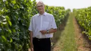 Winzerseelsorge in Rheinhessen: Kirche hilft Winzern in wirtschaftlicher Not