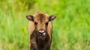 Wisent-Nachwuchs in Döberitzer Heide: Jungtier gesichtet