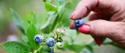 Wochenendtipps Potsdam: Blaubeeren, Murillo und Open-Air-Kino