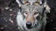 Wolf greift Kind bei Grillabend in der Toskana an – Hund stirbt