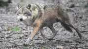 Wolf greift Kind in Italien an: Hund stirbt bei Schutz