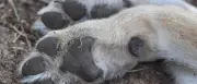 Wolf stirbt bei Unfall auf Landstraße in Drachhausen