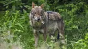 Wolf tötet Familienhund in der Toskana: Debatte um Wolfsmanagement neu entfacht