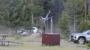 Yellowstone: Bison schleudert Mann durch die Luft – Tourist schwer verletzt