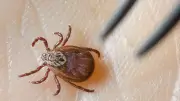 Zecken-Erkrankungen in Sachsen-Anhalt: Rückgang bei FSME und Borreliose