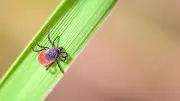 Zecken in Niedersachsen: Ganzjährige Aktivität und FSME-Ausbreitung