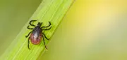 Zecken-Quiz: So schützt du dich vor den Parasiten