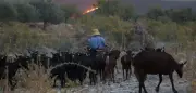 Ziegenmangel und Frühjahrsregen: Unbeachtete Ursachen für Spaniens verheerende Waldbrände