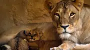 Zoo Dresden nimmt Abschied von Löwin Layla nach schwerer Krankheit