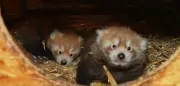 Zwei Rote Pandas im Tiergarten Kleve geboren – seltener Nachwuchs