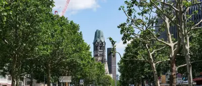 Berlins Straßenbäume: Platane erholt sich am stärksten