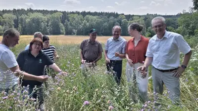 Bienen in Not: Blühflächen im Landkreis Donau-Ries um 90 Prozent eingebrochen