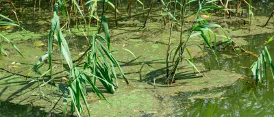 Blaualgen und Zerkarien: Badeverbot an mehreren Seen in Brandenburg