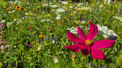 Blühwiese in Mainbach trotzt Trockenheit und bietet Insekten Lebensraum