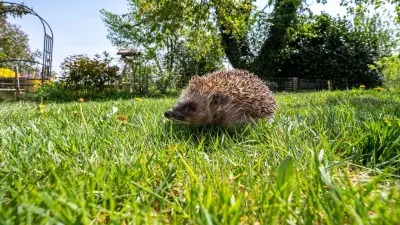 Gefahr für Igel: Kommunen verbieten nächtliche Mähroboter