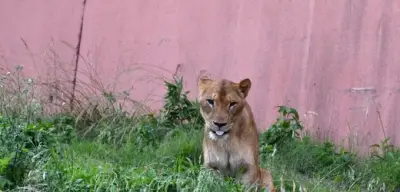 Hitzewelle in Tokio: Drei Löwen im Zoo gestorben
