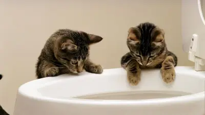 Katzen trinken aus Toiletten: Kuriose Angewohnheit erklärt