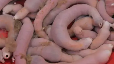 Penisfisch: Der Igelwurm Urechis unicinctus und seine wichtige Rolle im Ökosystem