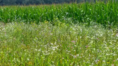 Projekt Insekta: Wildbienen und Tagfalter nehmen in Thüringen zu