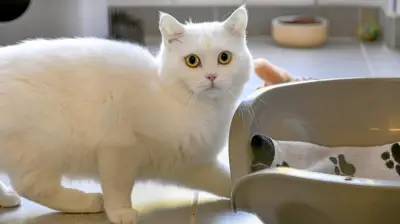 Rentner misshandelt Kater schwer: Prozess in Mindelheim