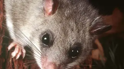 Siebenschläfer-Babys in Leverkusen: Live-Webcam zeigt Nachwuchs