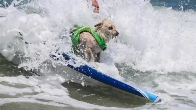 Surf-Sensation: Hunde reiten Wellen in Kalifornien
