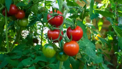 Tomaten können Leberverfettung bei MASLD deutlich reduzieren