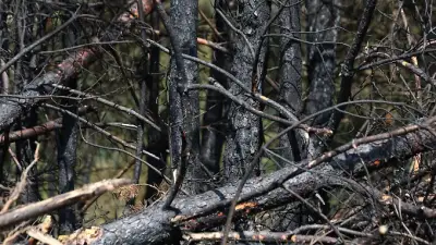 Waldbrandgefahr in Sachsen-Anhalts Mitte bleibt hoch