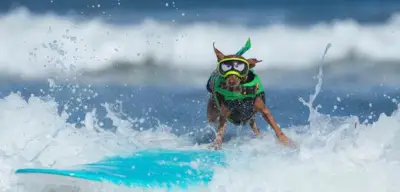 Weltmeisterschaft im Hunde-Surfen: Zehntes Jubiläum in Kalifornien