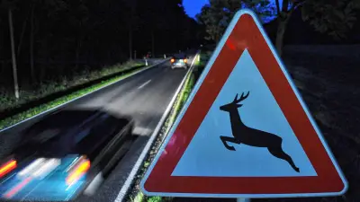 Wildunfälle nehmen zu: Donau-Ries meldet sieben weitere Zusammenstöße