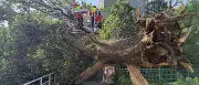 Baum stürzt auf Brücke über die Panke in Berlin-Gesundbrunnen