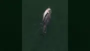 Delfin-Mama trägt totes Kalb tagelang durchs Meer