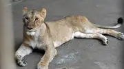 Drei Zoo-Löwen in Tokio sterben wegen Hitzewelle