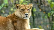 Extrem-Hitze in Tokio: Drei Löwinnen im Tama-Zoo gestorben