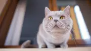 Fensterstürze bei Katzen: Ab welcher Höhe es gefährlich wird