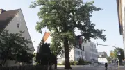 Hitze in der Stadt: Bäume brauchen jeden Schutz