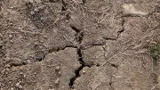 Hitzewellen setzen Gartenboden zu: Wasser wird abgewiesen