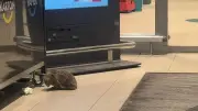 Igel löst in Supermarkt Einbruchsalarm aus